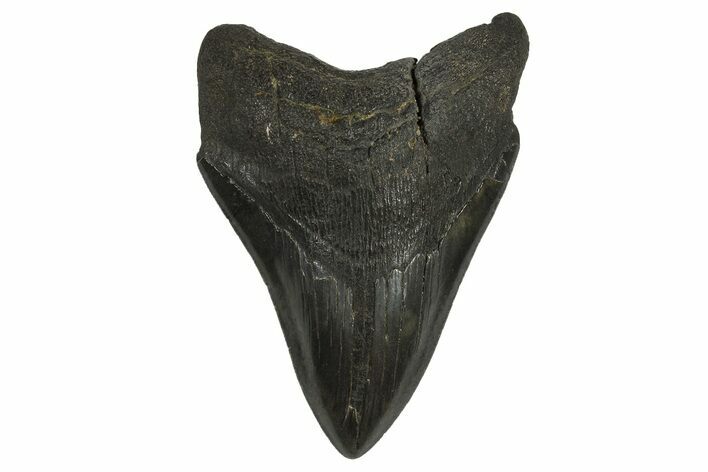 Serrated, Fossil Megalodon Tooth - South Carolina #295913